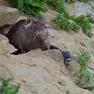 Una nutria in un argine del Padovano