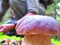 Un appassionato intento nella raccolta di funghi in un’area boschiva (foto d'archivio)
