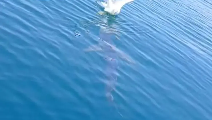 Lo squalo mentre si avvicina al gabbiano: in un video l'attacco
