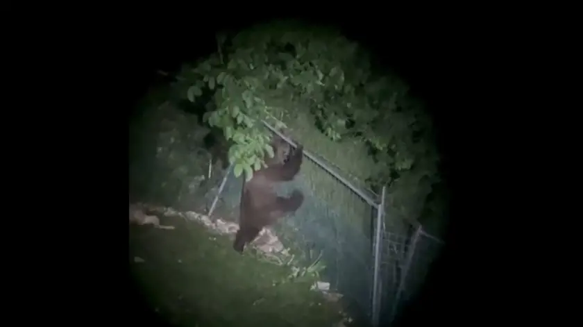 L'orso che scavalca il recinto dopo aver predato due capre
