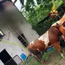 Il toro salvato dai vigili del fuoco