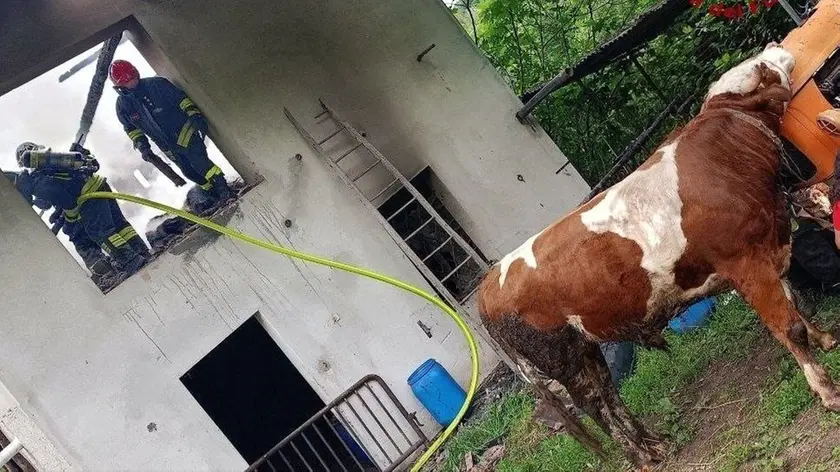 Il toro salvato dai vigili del fuoco