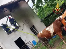 Il toro salvato dai vigili del fuoco