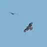L'aquila di Bonelli, rarissimo rapace avvistato nel padovano