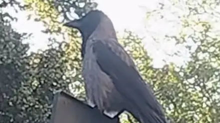 Ecco la cornacchia di via Damiani ripresa dal video di Guido Iemmi