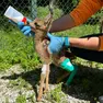 Le cure al cucciolo di capriolo da parte degli operatori del Cras di Belluno
