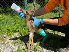 Le cure al cucciolo di capriolo da parte degli operatori del Cras di Belluno
