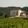 Un vigneto del Collio, l’area studiata dai ricercatori dell’UniTs