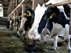 Coldiretti e Cia denunciano una crisi dell'agricoltura legata al caldo