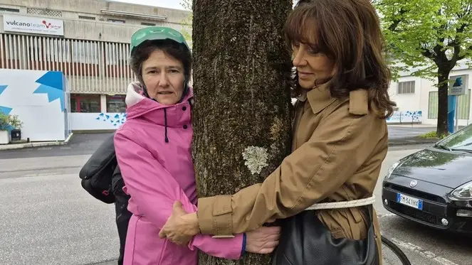 Via Feltre, a Belluno nuovo stop all’abbattimento degli alberi