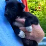 Uno dei due cuccioli messi in salvo