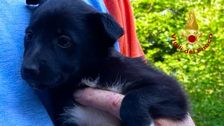 Uno dei due cuccioli messi in salvo