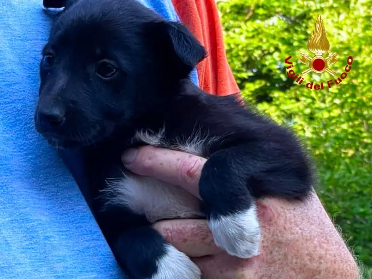 Uno dei due cuccioli messi in salvo