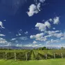 Prosecco doc: aumento di duemila ettari