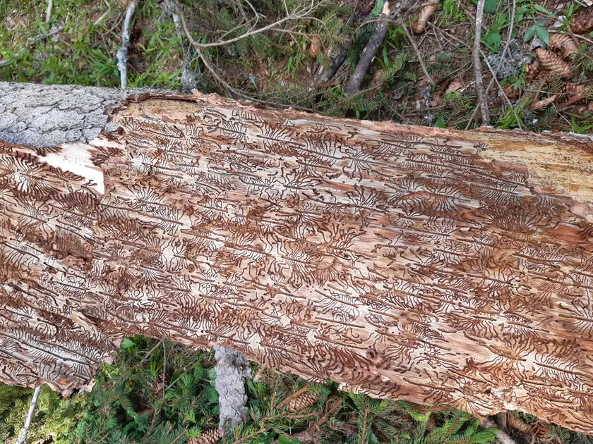Bostrico in Veneto, “seconda Vaia”: milioni di alberi colpiti dopo la tempesta