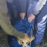 Il cagnolino è stato portato in salvo dentro uno zaino