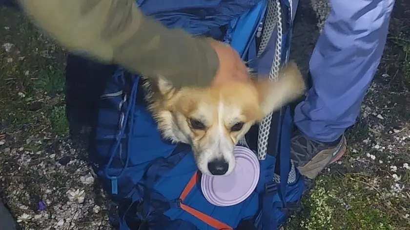 Il cagnolino è stato portato in salvo dentro uno zaino