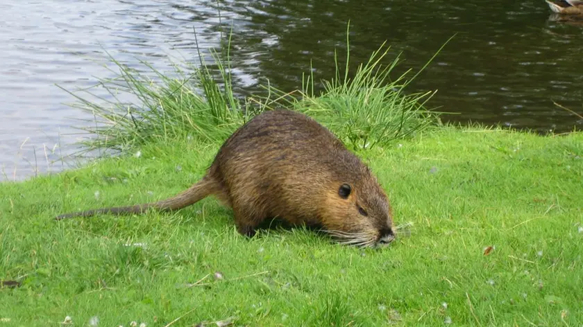 Associazioni animaliste contro il piano del Veneto di eradicazione della nutria