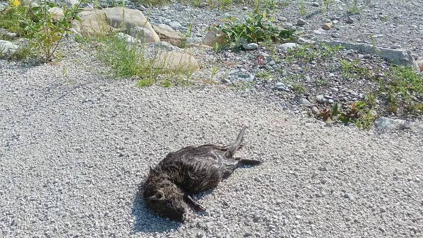 Erba alta e abbandono, il parco fluviale Lamboi chiuso per lavori da tre anni