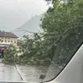 Uno degli alberi caduti per maltempo