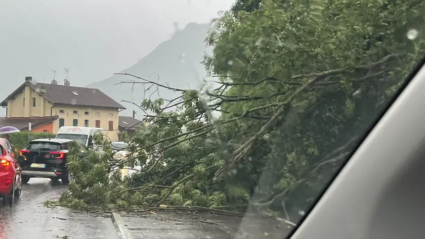 Uno degli alberi caduti per maltempo