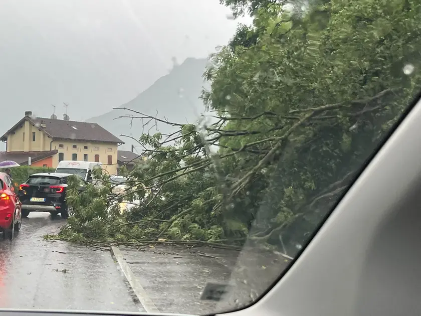 Uno degli alberi caduti per maltempo