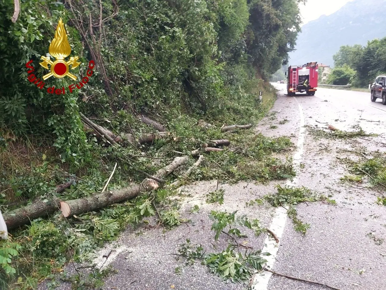 Alberi sradicati dal vento