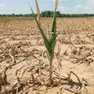 Piante di mais bruciate dal cuneo salino che dal mare risale il fiume
