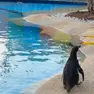 Arrivano i pinguini di Humboldt al Parco Zoo Punta Verde