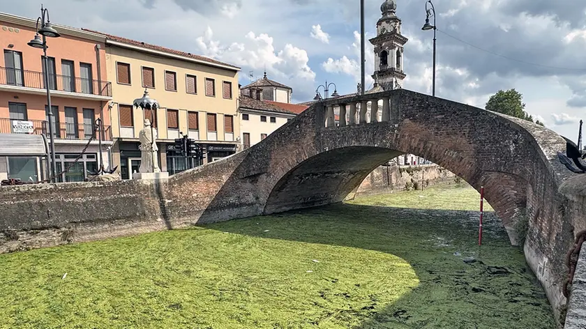 Un canale infestato da Ludwigia (Battaglia Terme)