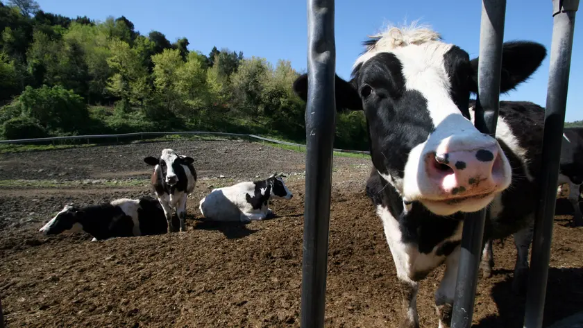 L’escursionista e altri tre amici si sono imbattuti in una mandria di mucche lungo il Sentiero della Pace