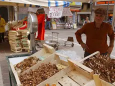 Il caldo incide sulla posizione dei funghi