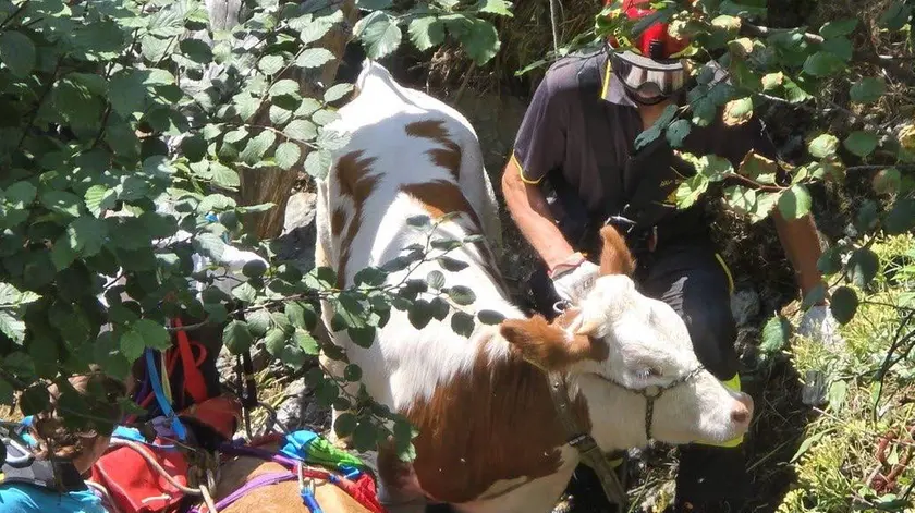 Il recupero dei vitelli caduti nel dirupo (Foto vigili del fuoco)