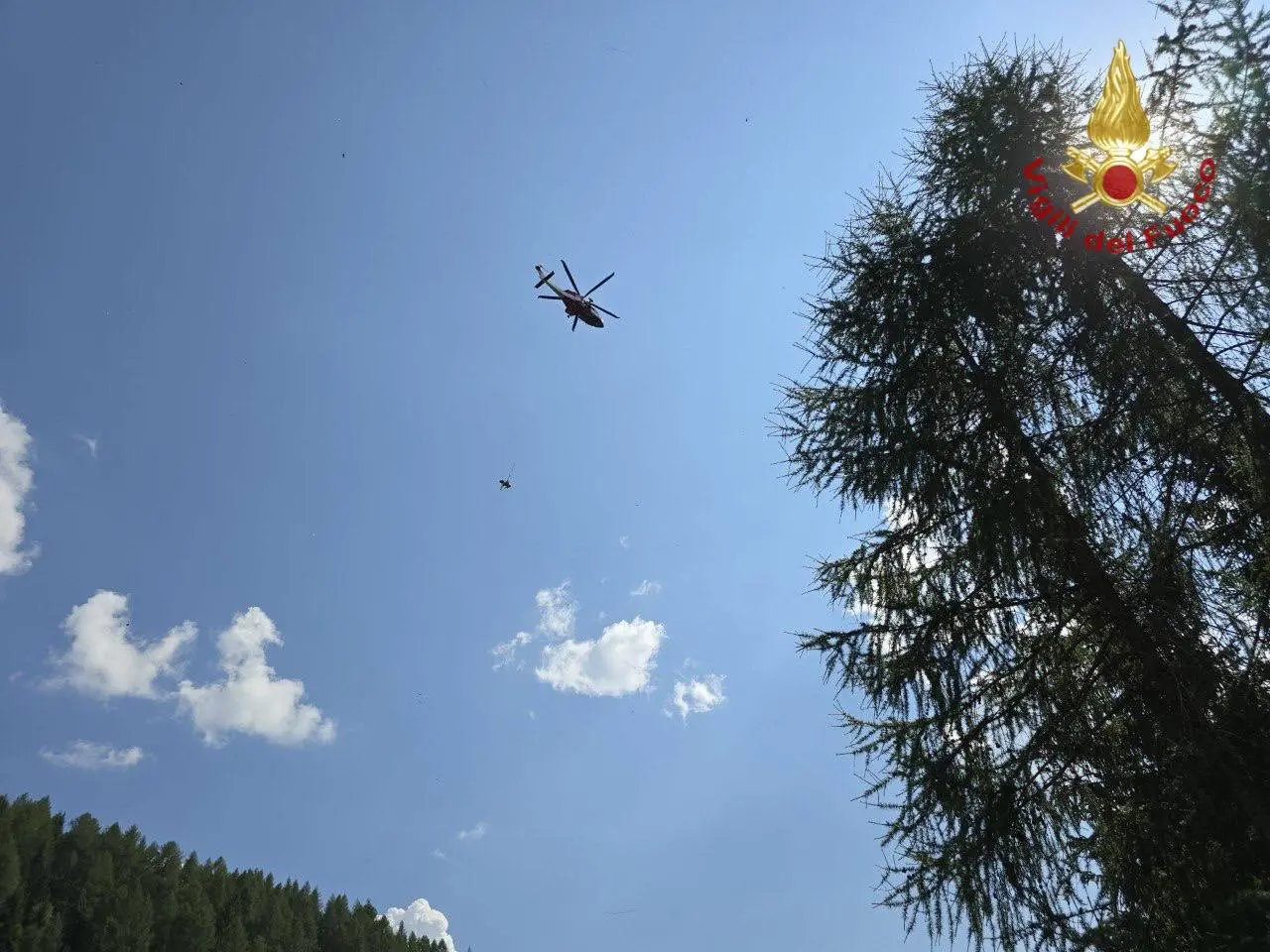 I vitelli mentre vengono portati fuori dal dirupo dall'elicottero (Foto vigili del fuoco)