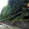 Uno degli alberi caduti a causa del veneto e poi rimossi