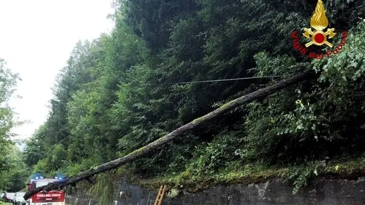 Uno degli alberi caduti a causa del veneto e poi rimossi