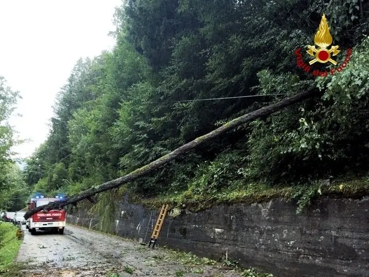 Uno degli alberi caduti a causa del veneto e poi rimossi