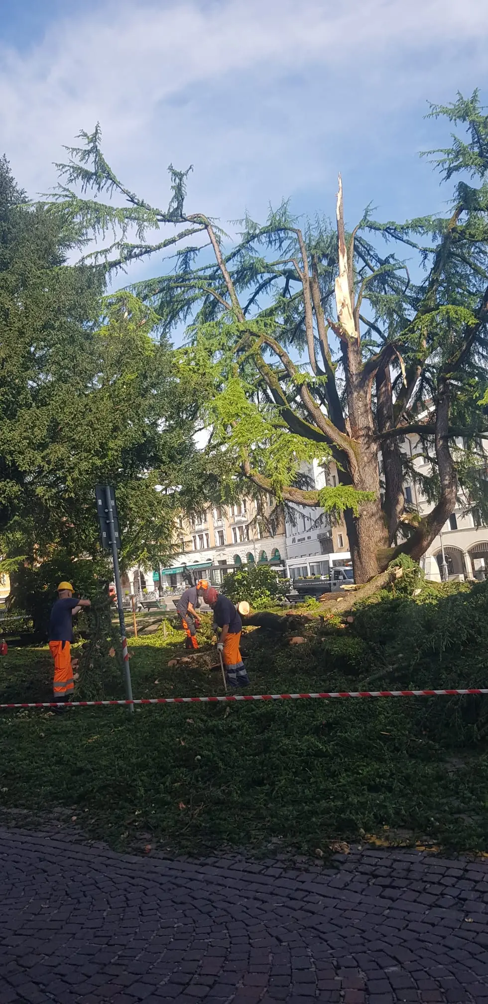 Il cedro disfatto: gli operai stanno tagliando i rami pericolanti