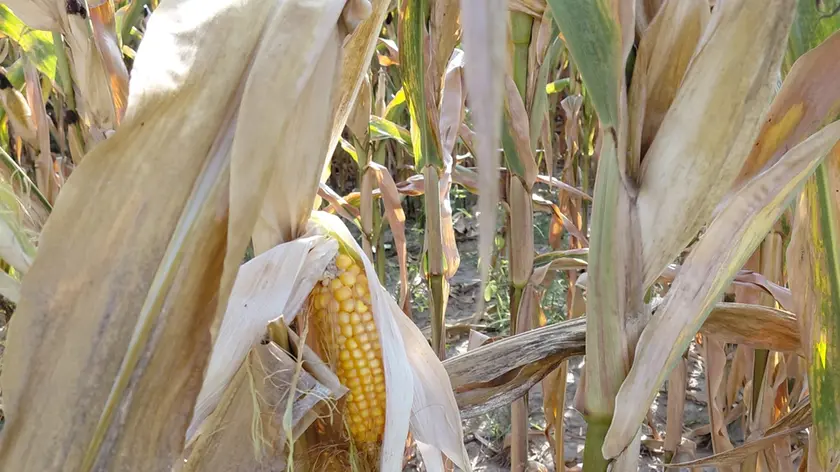 Siccità, danni per mezzo miliardo per l'agricoltura veneta