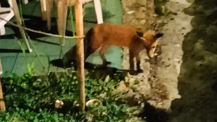 La volpe Agostina in azione