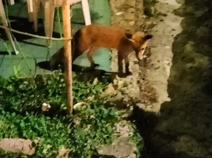 La volpe Agostina in azione