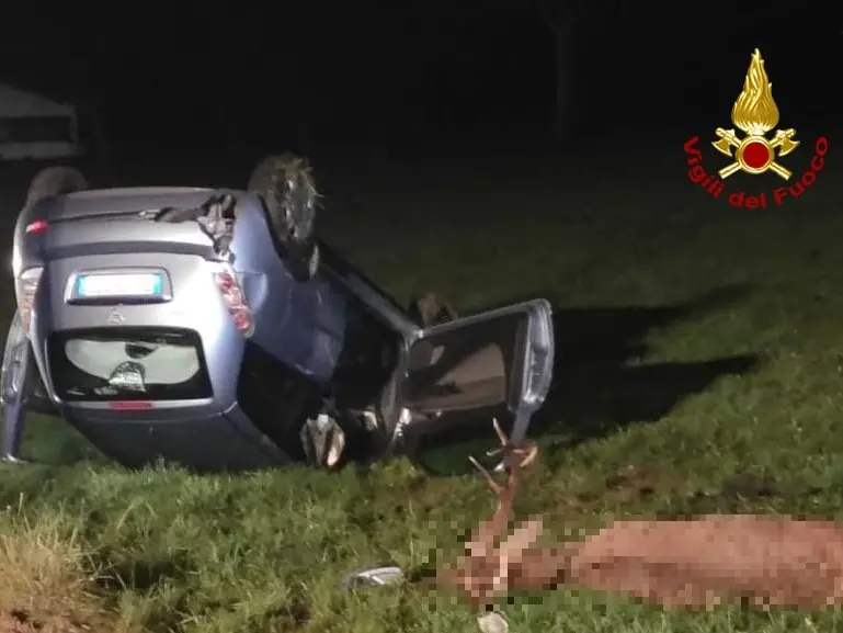Schianto dell'automobilista con un cervo