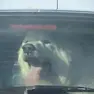 L'uomo ha lasciato i cani in auto per un'ora