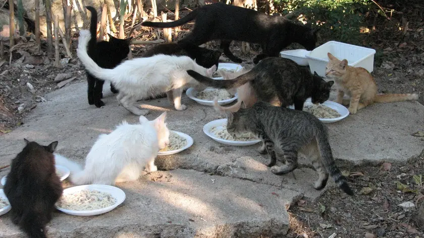 Gatti in una colonia felina