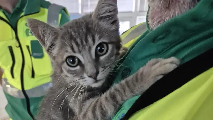 Il gattino salvato