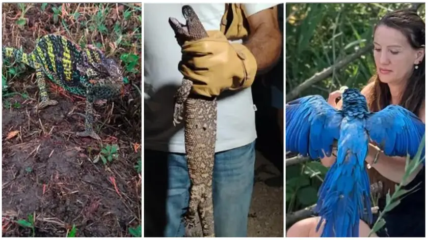 Il camaleonte trovato al parco, la lucertola velenosa nella Bassa Padovana, il pappagallo Dex sul Sile