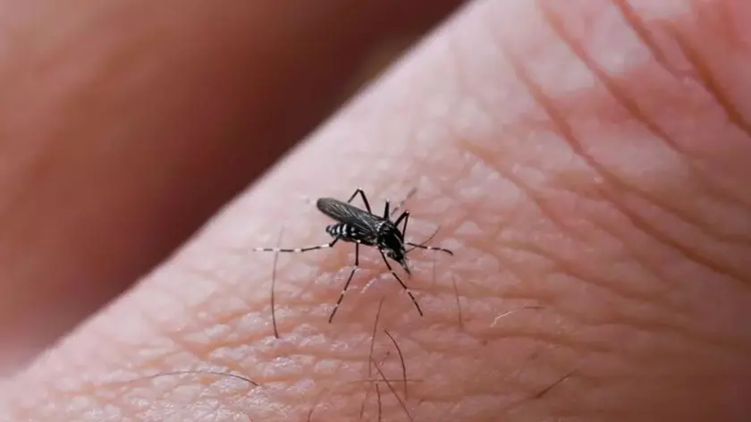 Aumenta la circolazione del virus West Nile