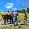 La mucca impantanata appena liberata dai vigili del fuoco