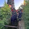 Il recupero del toro da parte dei vigili del fuoco (FotoVigili del Fuoco)