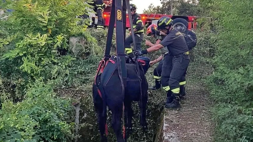 Il recupero del toro da parte dei vigili del fuoco (FotoVigili del Fuoco)